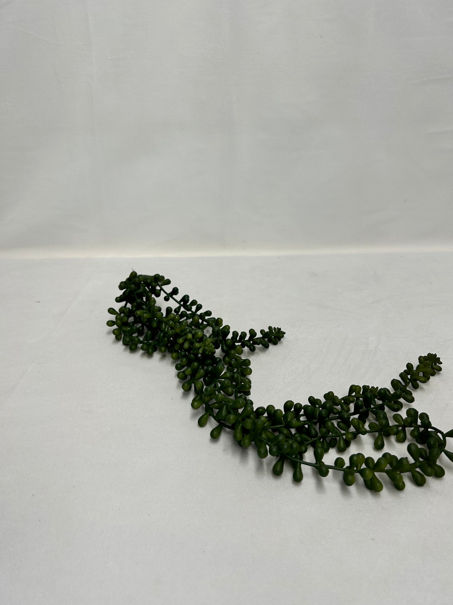 Necklace Fern Succulent